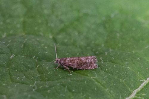 Réf. 210 847 : Epinotia sp.